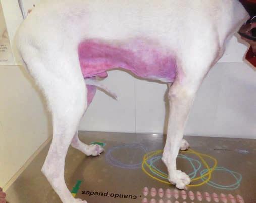 DIAGNOSTYKA DERMATOLOGICZNA PSÓW Rozpoznanie na podstawie wzorców zmian skórnych ŚWIĄD W rzeczywistości świąd nie jest uznawany za wzorzec kliniczny zmian skórnych, jednak stanowi najczęstszą