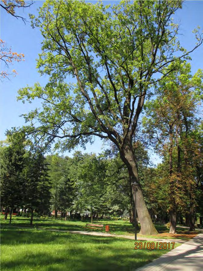 5.Dąb szypułkowy mierzony na wys. 130 cm 369 cm Park przy ul.