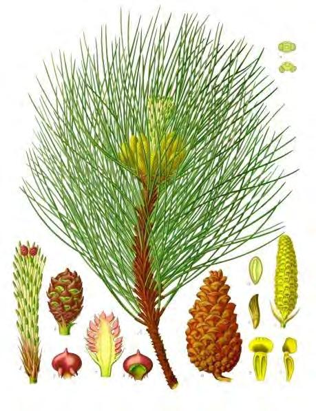 Sosna (Pinus nigra Arn) Drzewo iglaste o stożkowatej i smukłej koronie, która u starszych drzew staje się bardziej płaska i nieregularna. Pień przebiega prosto, dorosłe drzewo osiąga wysokość do 50 m.