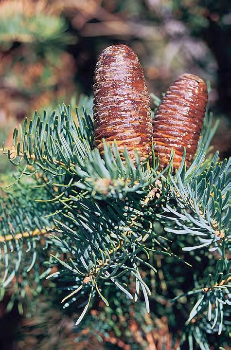 Jodła kalifornijska Abies concolor (Gordon et Glend.)Lindl. ex Hildebr Pokrój regularny, wyniosły, wąskostożkowy. Korona z zaokrąglonym wierzchołkiem. Pień dorasta od 20 do 40 m wysokości.