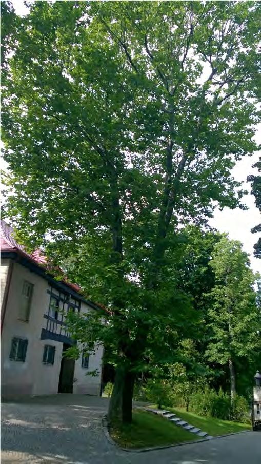 12. Platan klonolistny mierzony na wys.