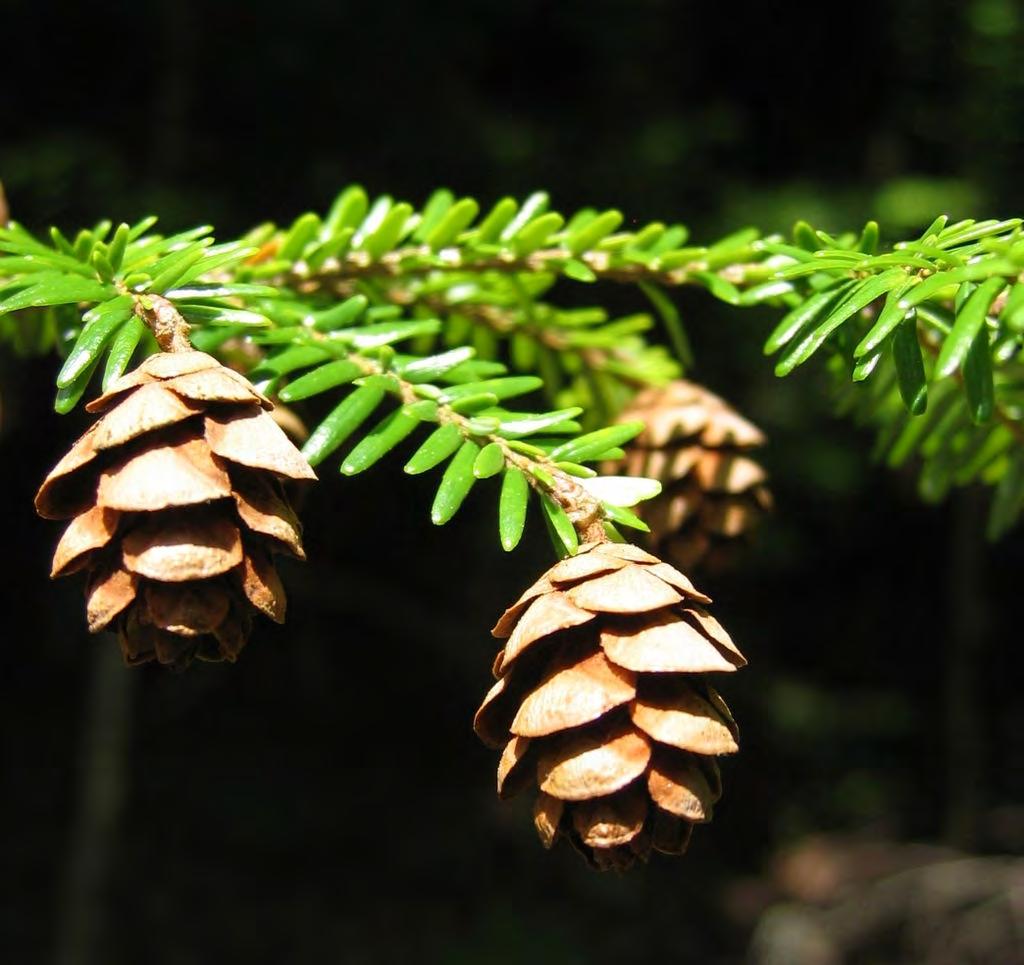 Choina kanadyjska (Tsuga canadensis) Korona drzewa bardzo nieregularna, dość szeroka, z gęstymi gałęziami. Osiąga wysokość około 30 metrów.