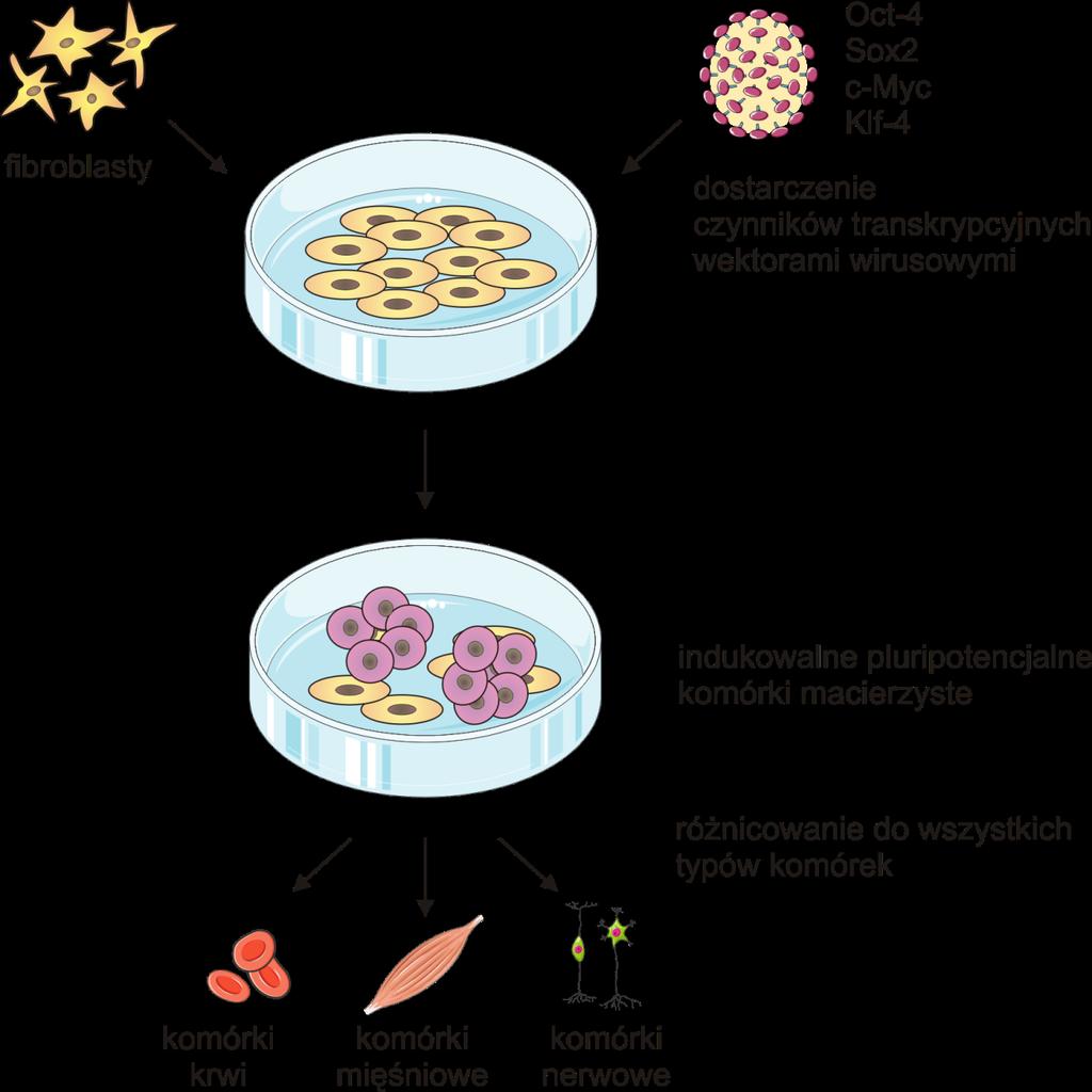 Fibroblasty (np. ze skóry) K.