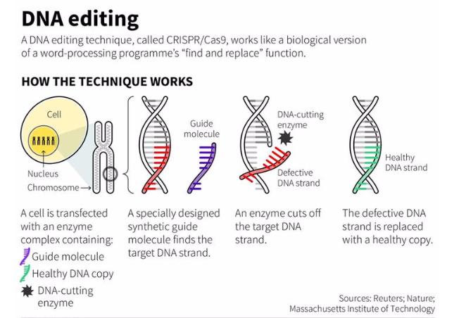 Naprawa mutacji za pomocą CRISPR/Cas9