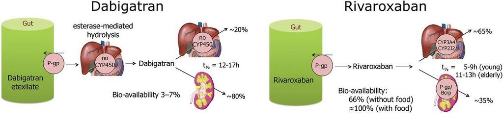 Riwaroksaban i dabigatran porównanie Dabigatran głównie wydalany przez nerki stosowanie do egfr 30 ml/min dawkowanie 2 x dobę APTT dyspepsja u 10% pacjentów dostępne antidotum (idarucizumab) nieco