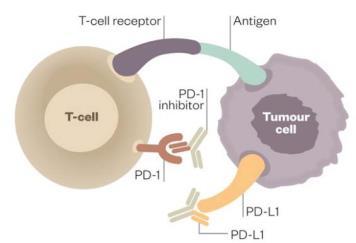 monoklonalne Antibodies Immunotherapeutic strategies in devel 2) Agents that activate immune Leki 2) cells Agents aktywujące to that target activate the komórki tumor immune odpornościowe cells to