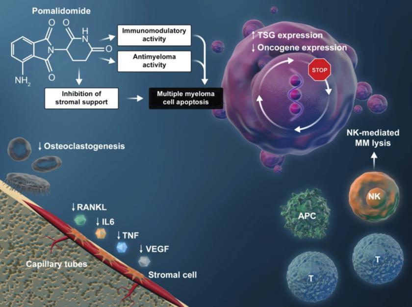 Abstract known as cereblon (CRBN) binding drugs, are therapeutically important Abstract anti-cancer and anti-inf ammatory drugs. d thalidomide.
