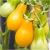 Dane aktualne na dzień: 05-06-2019 07:41 Link do produktu: http://www.goldplants.eu/nasiona-pomidor-zolty-gruszkowy-10-sztuk-tomato-yellow-n140-p-2638.html Nasiona.