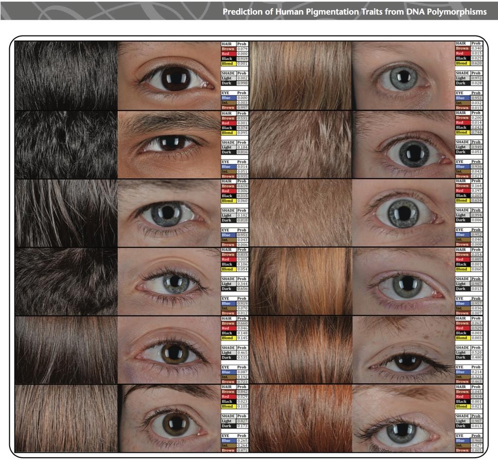 Cechy wielogenowe zależne od niewielkiej liczby genów - pigmentacja System HIrisPlex 24 geny przewidywanie koloru oczu, włosów i pigmentacji skóry >86% dokładność