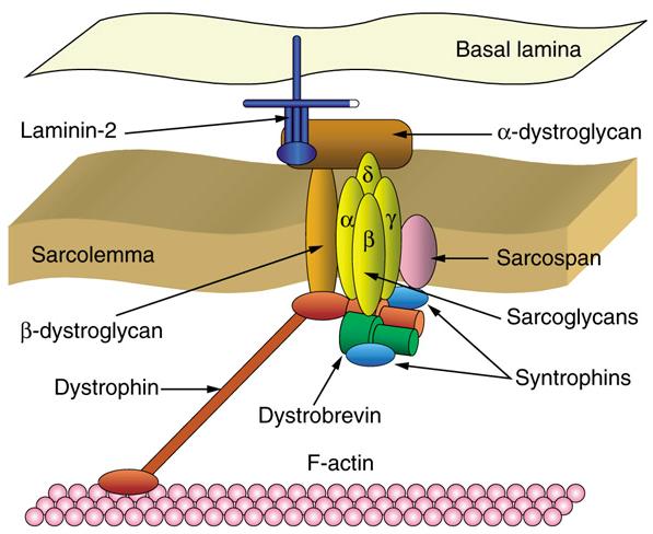 Dystrofie mięśniowe Mutacje w genie dystrofiny białka kompleksu łączącego cytoszkielet, poprzez błonę, z macierzą zewnątrzkomórkową, błoną podstawną Dystrofia