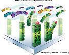 TECHNIKI ANALIZY RNA Ilościowa analiza mrna aktywność genów w zależności od wybranych czynników: o rodzaju tkanki o rodzaju czynnika zewnętrznego o rodzaju upośledzenia