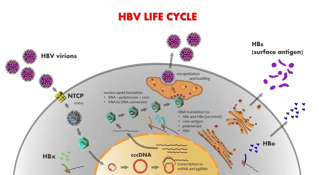 Inne wirusy onkogenne HPV - rak szyjki macicy, raki głowy i szyi,