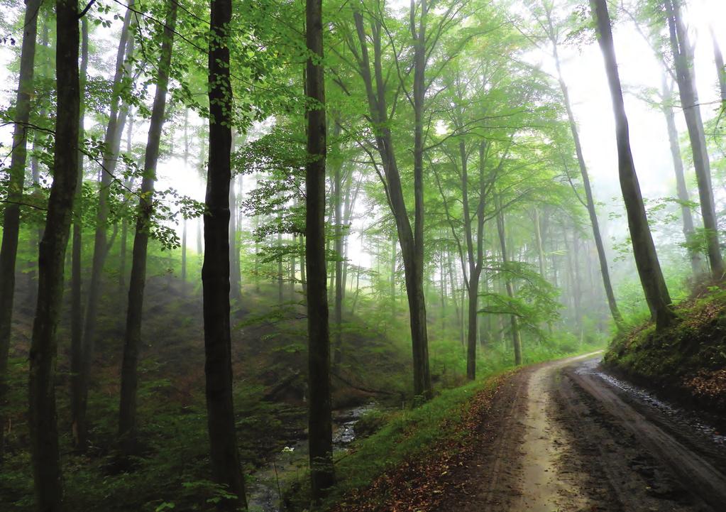 Regionalna Dyrekcja Lasów Państwowych w Pile Regionalna Dyrekcja Lasów Państwowych w Pile obejmuje zasięgiem obszar na pograniczu dwóch krain geograficznych: Niziny Wielkopolskiej i Pojezierza