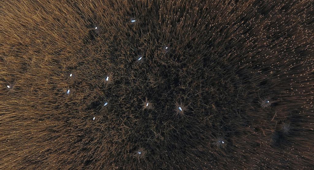 Fot. 3. Dron to doskonałe narzędzie do wyszukiwania gniazd czapli białej Ardea alba w trzcinowiskach (fot. A. Zbyryt) A drone is a perfect tool for searching for the Great Egret nests in reeds kontraście w odniesieniu do tła, np.