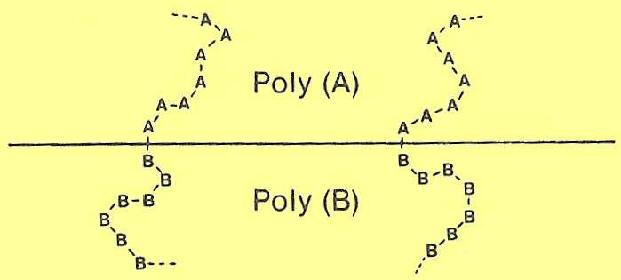 COMPATIBILIZERS OF IMMISCIBLE POLYMER BLENDS AB BLOCK COPOLYMERS ARE COMPATIBILIZERS Example: commercial SB