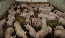 Proces ten przebiega najintensywniej w pierwszym okresie życia od urodzenia do momentu przejścia na żywienie wyłącznie paszą stałą.
