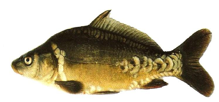 Zadanie 28. Jaką formę hodowlaną karpia przedstawiono na ilustracji? Karp koi. Karp lustrzeń. Karp bezłuski. Karp drobnołuski.