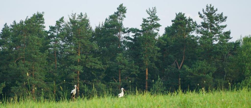 Cele pracy: Określenie związku produkcyjności siedlisk dla sosny z cechami siedlisk (klimat, rzeźba terenu, podłoże geologiczne, właściwości gleb, uwilgotnienie) i