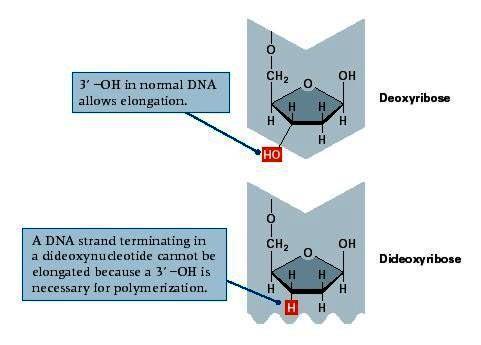 Sekwencjonowanie DNA: metoda Sangera Dideoksynukleotydy (analogi