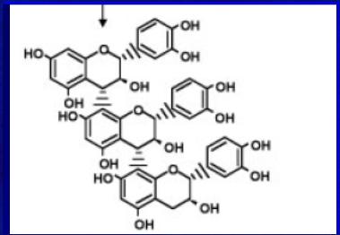 Hodowla mutacyjna: piwo Synteza pro-antocyjanidyn u jęczmienia jest kontrolowana przez co najmniej 9 genów kodujących enzymy szlaku katechin.