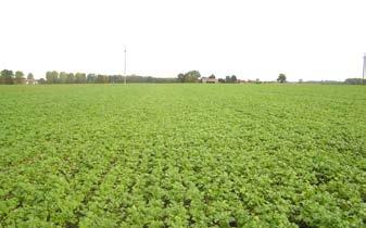 PO STRONIE PLANTATORA Międzyplon istotny element w płodozmianie z burakiem cukrowym Autor: Dr hab. Mirosław Nowakowski, prof.