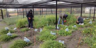PO STRONIE PLANTATORA dla klimatu i środowiska, czyli program płatności za zazielenienie, który umożliwia plantatorom uprawiającym międzyplony składanie wniosków o znaczące dopłaty.