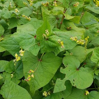 SKUTECZNOŚĆ CHWASTOBO JCZA: PRZETACZNIK POLNY VERONICA ARVENSIS FIOŁEK POLNY VIOLA ARVENSIS SZARŁAT SZORSTKI AMARANTHUS RETROFLEXUS TASZNIK POSPOLITY CAPSELLA BURSA PASTORIS