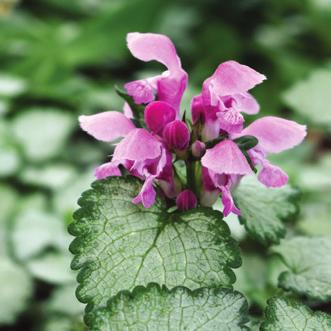 SKUTECZNOŚĆ CHWASTOBO JCZA: CHWASTNICA JEDNOSTRONNA ECHINOCHLOA CRUS-GALLI FIOŁEK POLNY VIOLA