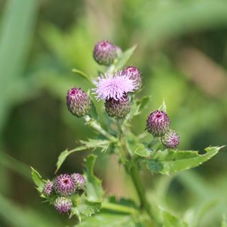 GALIUM APARINE PSIANKA CZARNA SOLANUM NIGRUM KOMOSA BIAŁA CHENOPODIUM ALBUM GWIAZDNICA