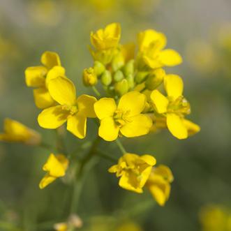 SKUTECZNOŚĆ CHWASTOBO JCZA: GORCZYCA POLNA SINAPIS ARVENSIS FIOŁEK POLNY VIOLA ARVENSIS PSIANKA CZARNA SOLANUM NIGRUM GWIAZDNICA POSPOLITA STELLARIA MEDIA CHWASTNICA JEDNOSTRONNA ECHINOCHLOA