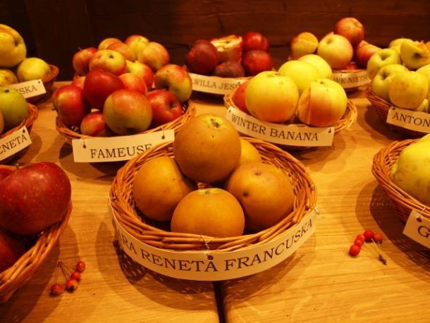 Fundacja Zawsze Naturalnie (Semper