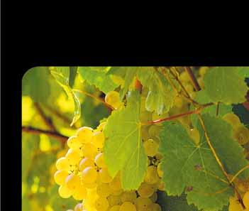 36 PRIMITIVO SALENTO 750 ML czerwone wytrawne kraj pochodzenia: Włochy