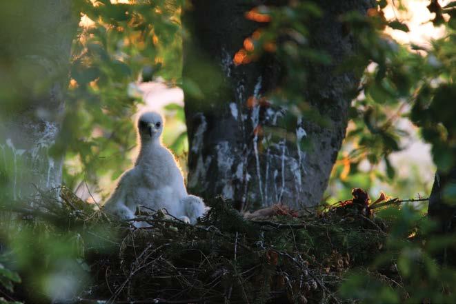 9. Młody orzeł przedni Aquila chrysaetos jako ptak lęgowy występuje niemal wyłącznie w Karpatach.