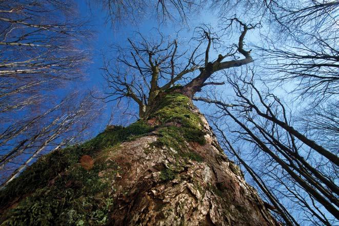 10. Klon jawor Acer pseudoplatanus na starszych okazach mogą