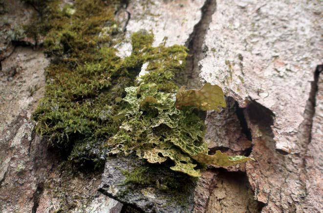 15. Objęty ścisłą ochroną gatunkową granicznik płucnik Lobaria pulmonaria.