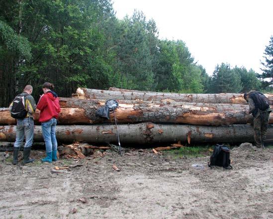 18. Zgniotek cynobrowy znajdowany był na kłodach jodeł naszykowanych do wywózki, o czym był informowany RDOŚ w Rzeszowie i Nadleśnictwo Bircza. W tym przypadku pozyskane drzewa były już martwe. Fot.
