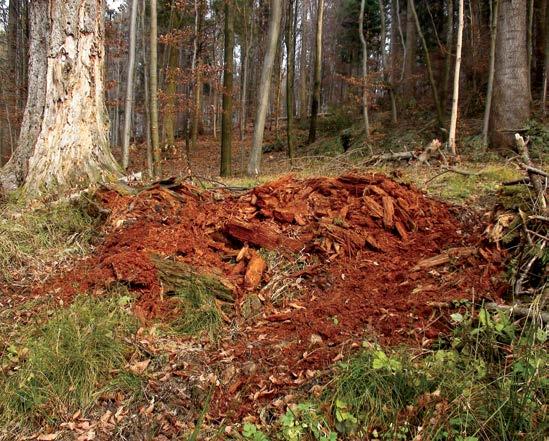 20. Mimo zapewnień nadleśniczego nadleśnictwa Bircza przed Państwową Radą Ochrony Przyrody, że w wydzieleniu nie będzie prowadzonej wycinki, kilka miesięcy później wycięto ponad 800 m 3 drewna i
