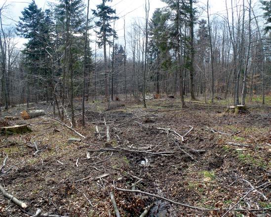 22. Planowane rezerwaty czekają na utworzenie latami, w międzyczasie najstarsze drzewa są wycinane. Procedura konsultacji PUL jest okazją by przenieść te miejsca do tzw.