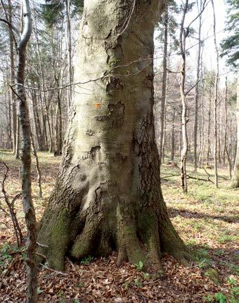 25. Wiek rębności dla buka na terenie puszczy karpackiej to najczęściej 120 lat. Można wnioskować o podwyższenie tego wieku w PUL nawet do 140 lat.