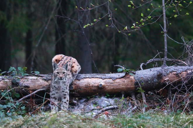 4. Objęty ścisłą ochroną gatunkową ryś Lynx lynx mieszkaniec