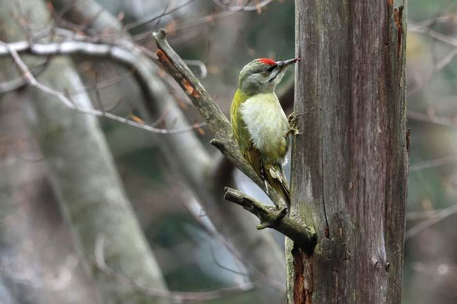 5. Dzięcioł zielonosiwy Picus canus gatunek objęty ścisłą ochroną,