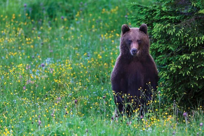6. Objęty ścisłą ochroną gatunkową niedźwiedź brunatny Ursus arctos dawniej obecny we