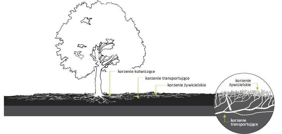CEL: ochrona gleby i korzeni w Strefie Ochronnej Drzew (SOD) Poruszanie się po