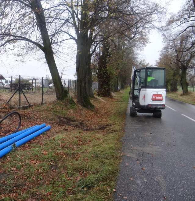 korzeniowy drzew rosnących w naturalnych warunkach jest płytki (gł.