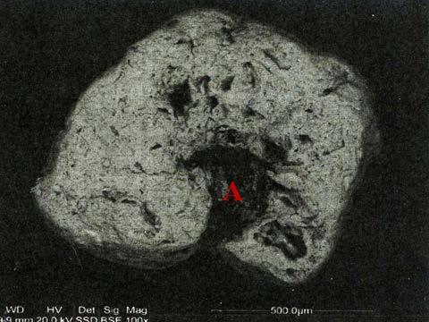 agregat kilku ziarn złota, D ziarno z pustka po wyługowanym wrostku mineralnym