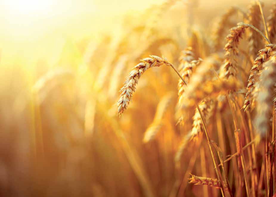 marzec 2019 r. Raport Rolny nr200 URODZAJ Przygotowanie pola do siewu kukurydzy 21 Odpowiednie przygotowanie pola do siewu jest podstawowym zabiegiem agrotechnicznym w uprawie kukurydzy.