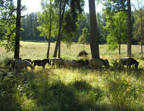 Aktywna ochrona stanowisk gatunków chronionych i siedlisk na terenie Nadleśnictwa Strzałowo Próba odtworzenia