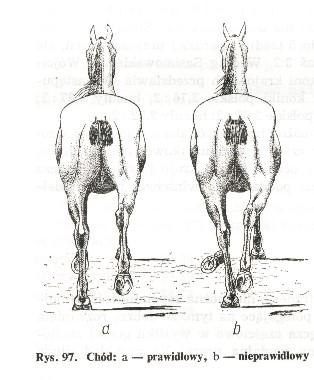 Zadanie 14. Wskaż błędnie opisaną i wykonaną czynność przez jeźdźca w czasie zagalopowania z prawej nogi. Zadanie 15. Jeździec zwiększa uwagę konia przez wykonanie parady.
