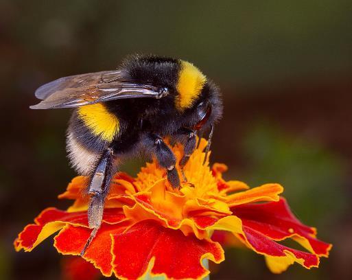 Pszczoła niejedno ma imię W Polsce