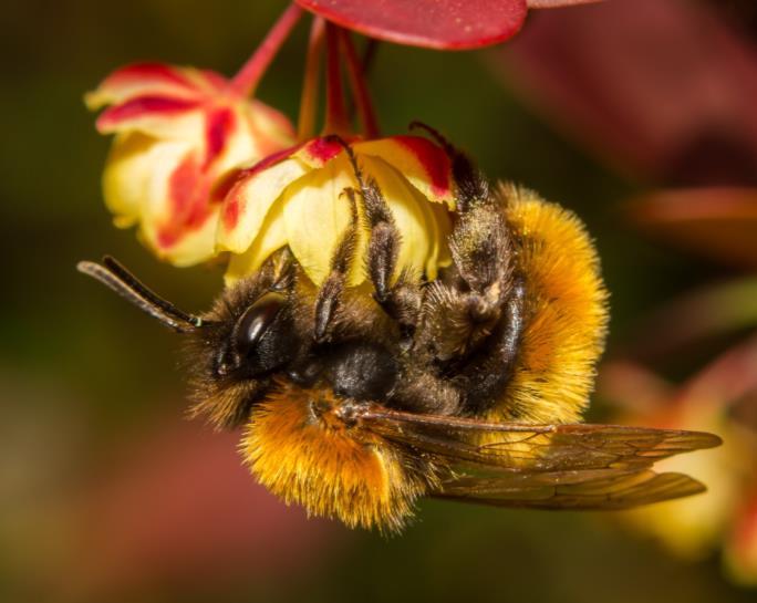 470 gatunków pszczół Należą do nich